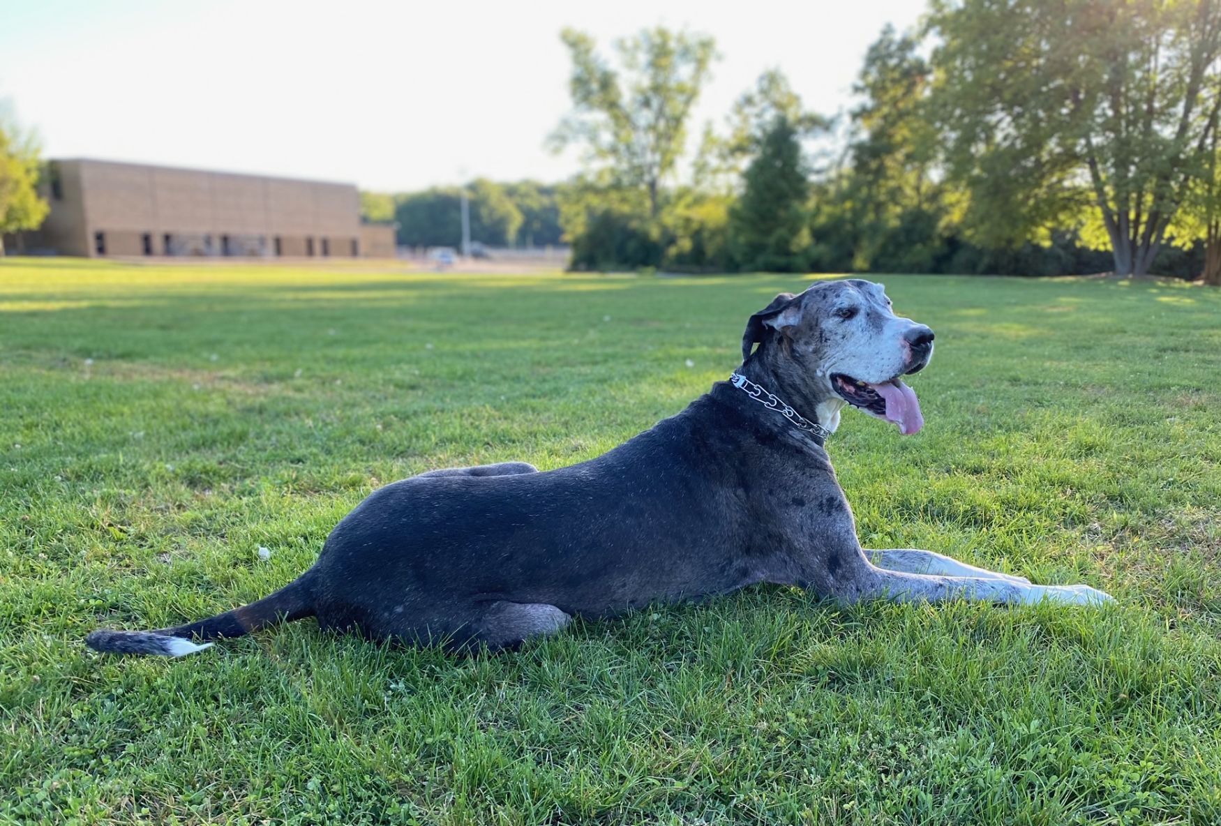 How did Penny the Great Dane die?